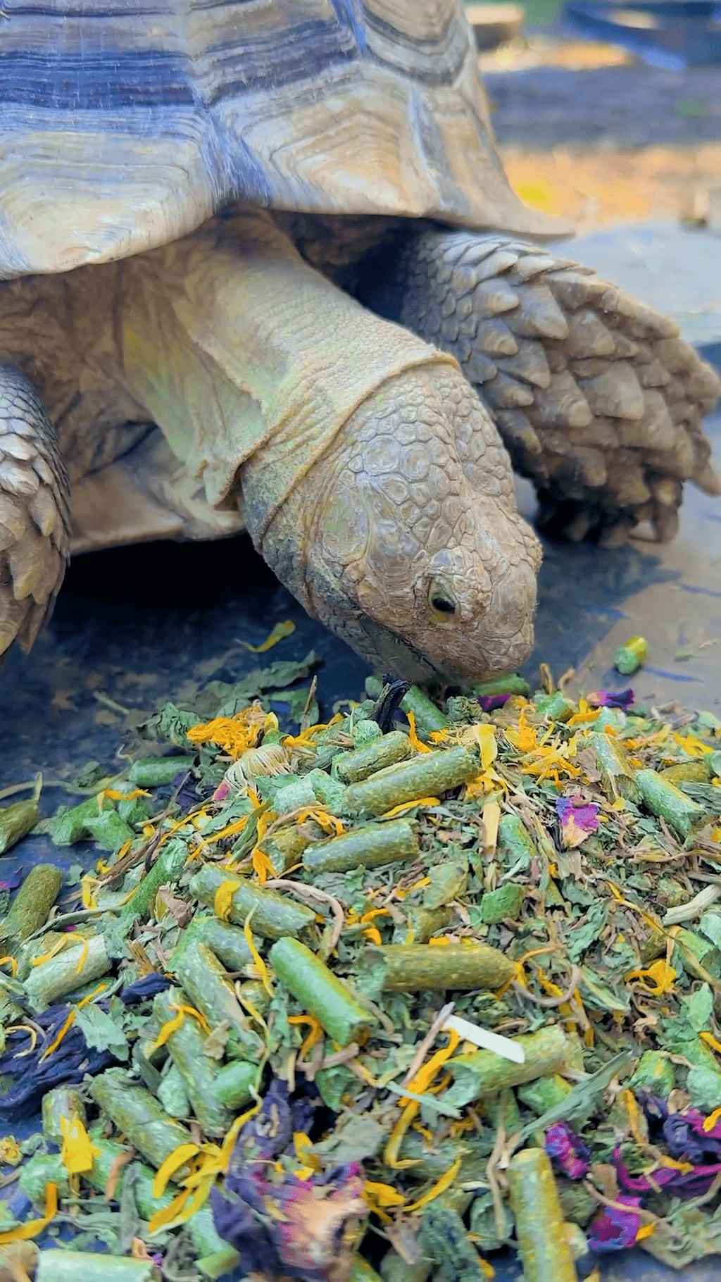 Tortoise Food product image 2