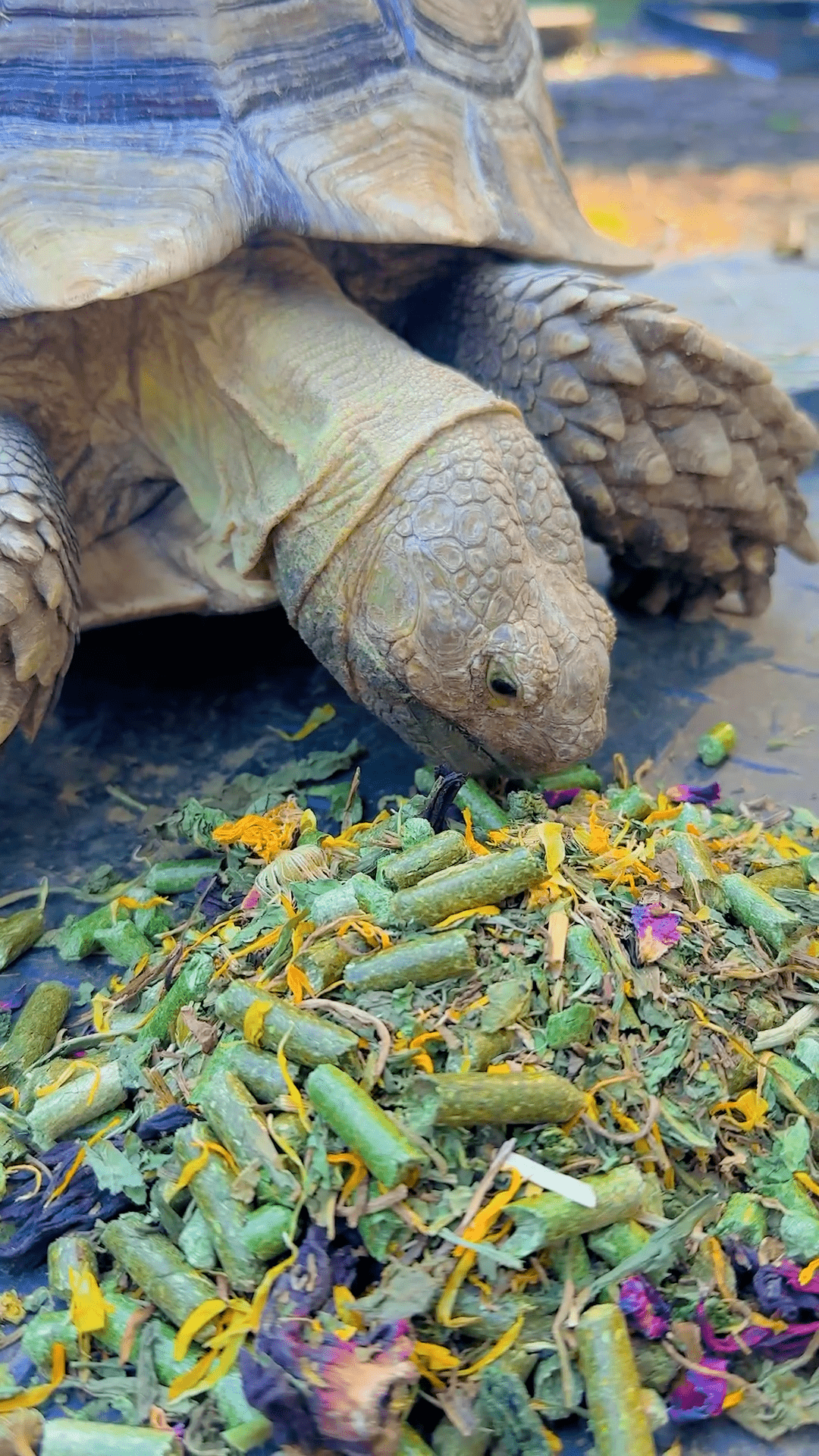 Tortoise Food product image 2