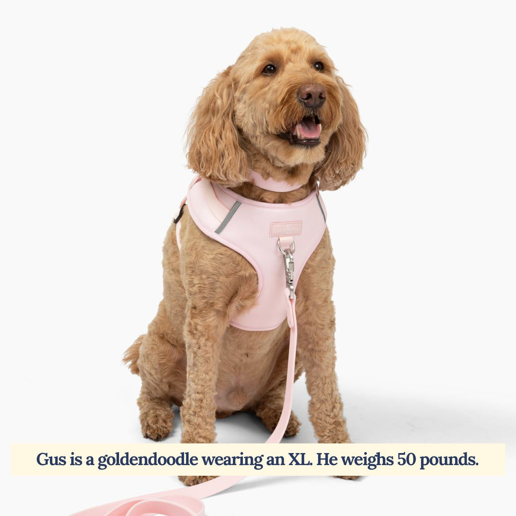 Dog Harness product image 2