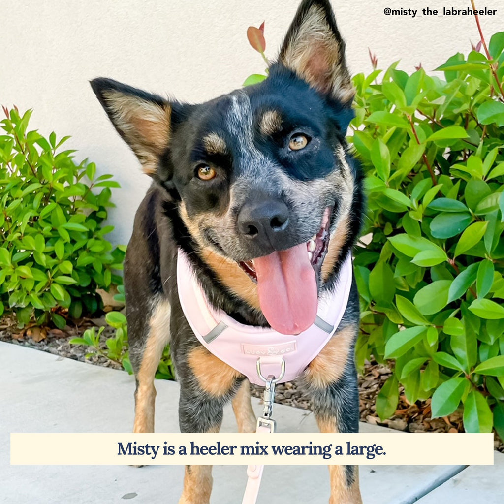 Dog Harness product image 3