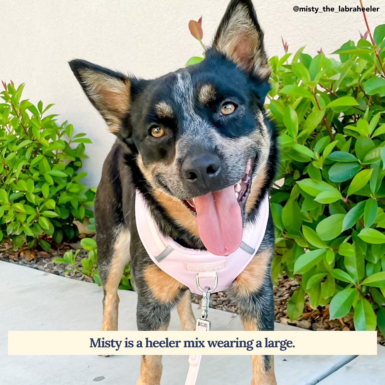 Dog Harness product image 3