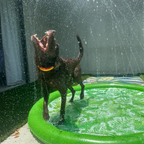 Funboy Splash Pad#Color_Palm