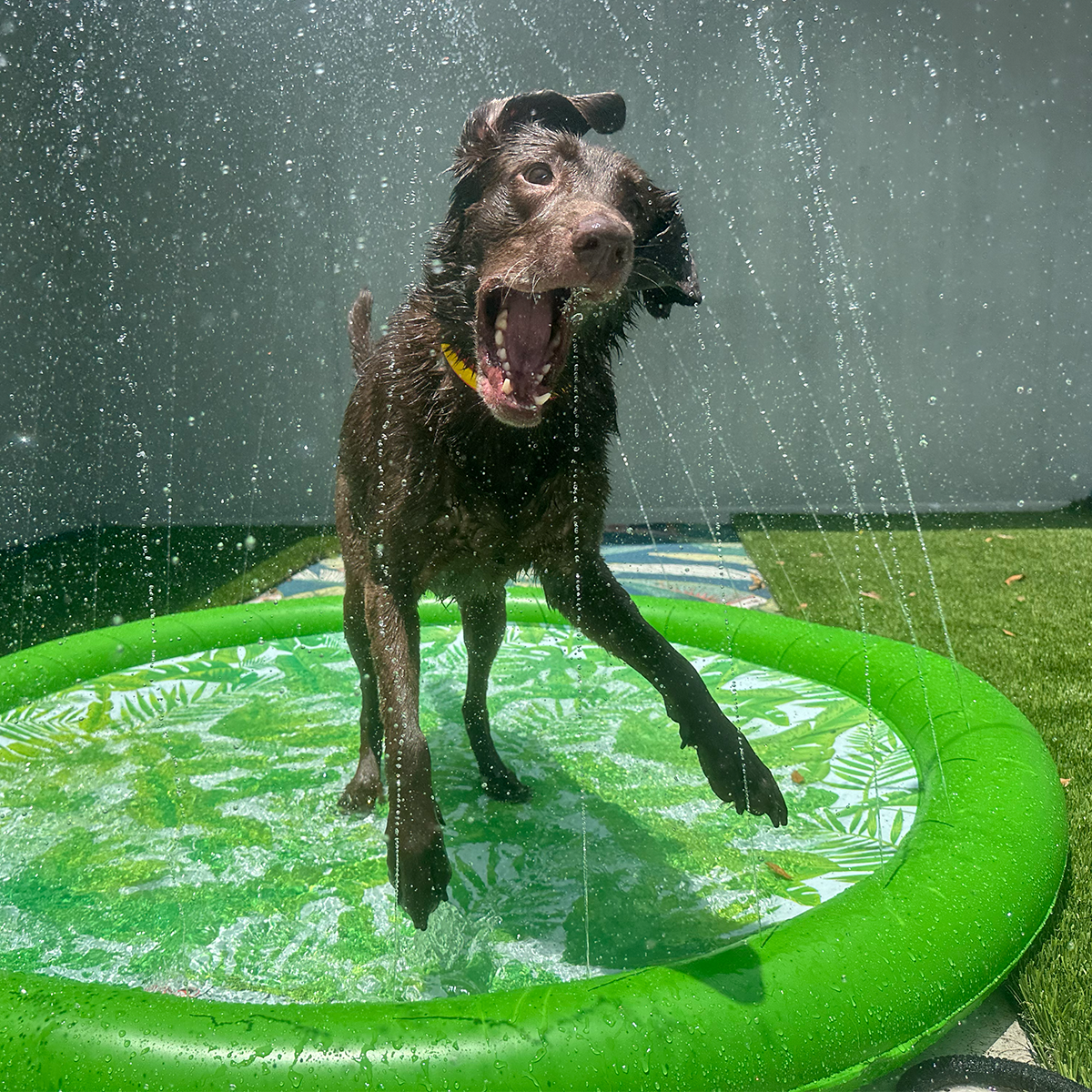 Funboy Splash Pad#Color_Palm