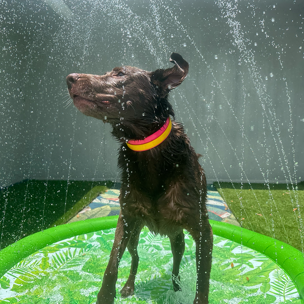 Funboy Splash Pad#Color_Palm