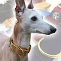 Martingale Dog Collar product image 1