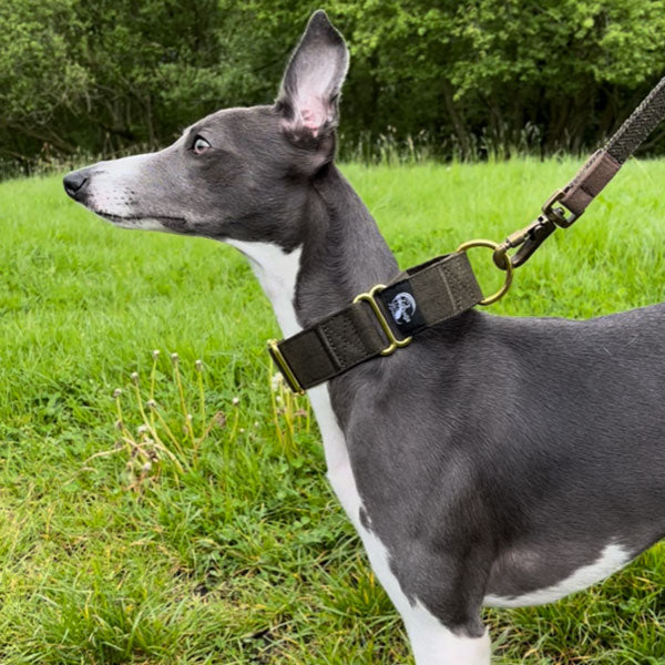 Martingale Dog Collar product image 3