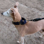 Martingale Dog Collar product image 4