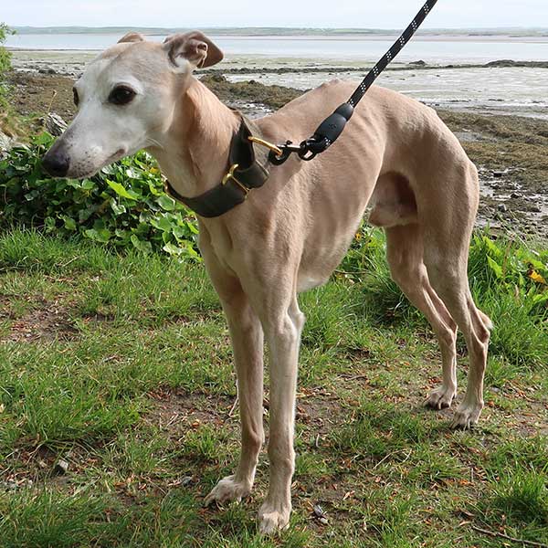 Martingale Dog Collar product image 13
