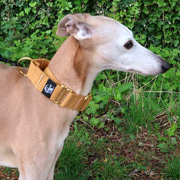 Martingale Dog Collar product image 15