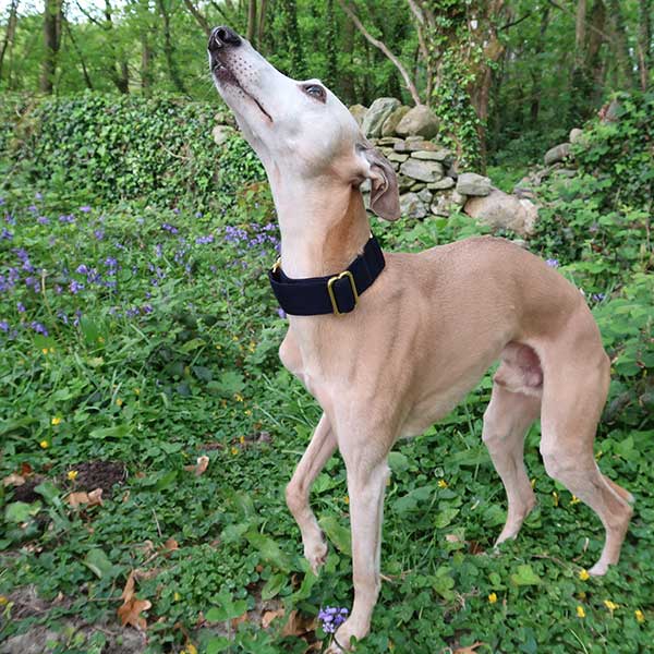 Martingale Dog Collar product image 16
