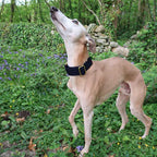 Martingale Dog Collar product image 16