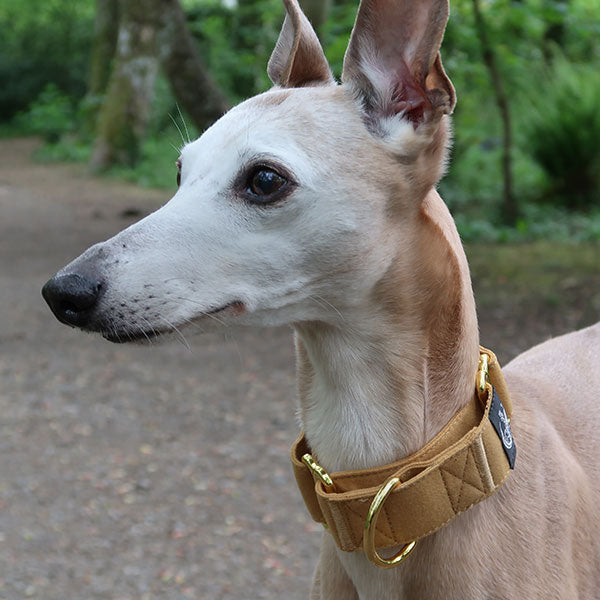 Martingale Dog Collar product image 17
