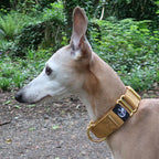 Martingale Dog Collar product image 18