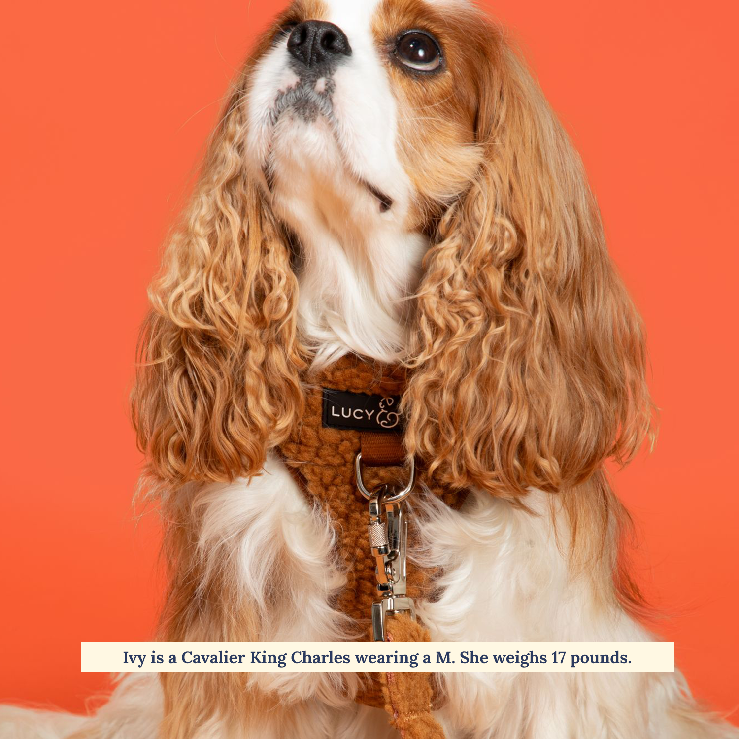 Teddy Fleece No-Pull Dog Harness product image 3