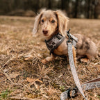 Dachshund puppy wearing duck camo harness on a leash in a field with trees in the background
