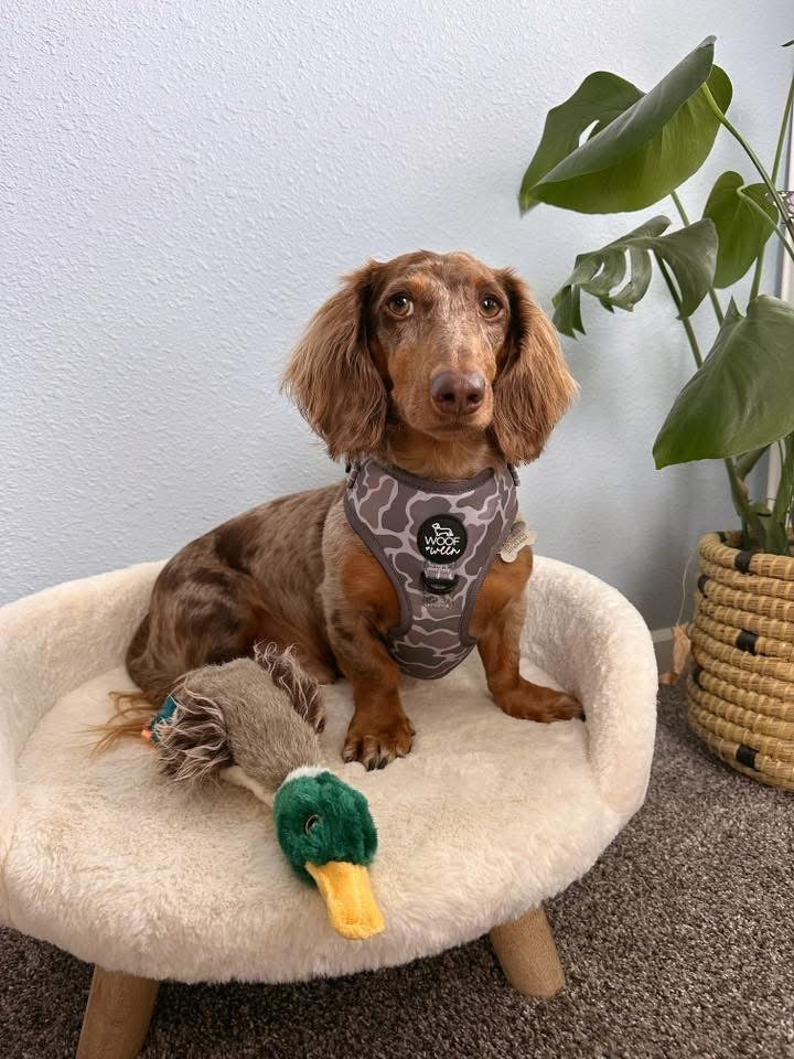 Dachshund sitting on a small pet bed wearing a duck camo dachshund harness with a duck toy next to it, against a light-colored wall.