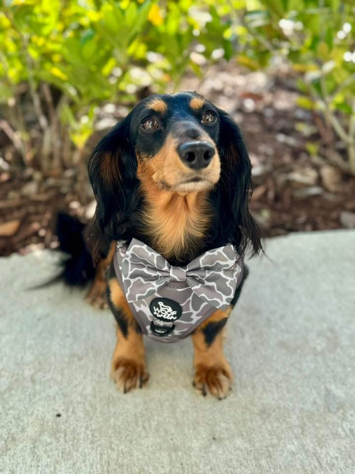 long hair dacshund wearing woof+ween duck camo harness