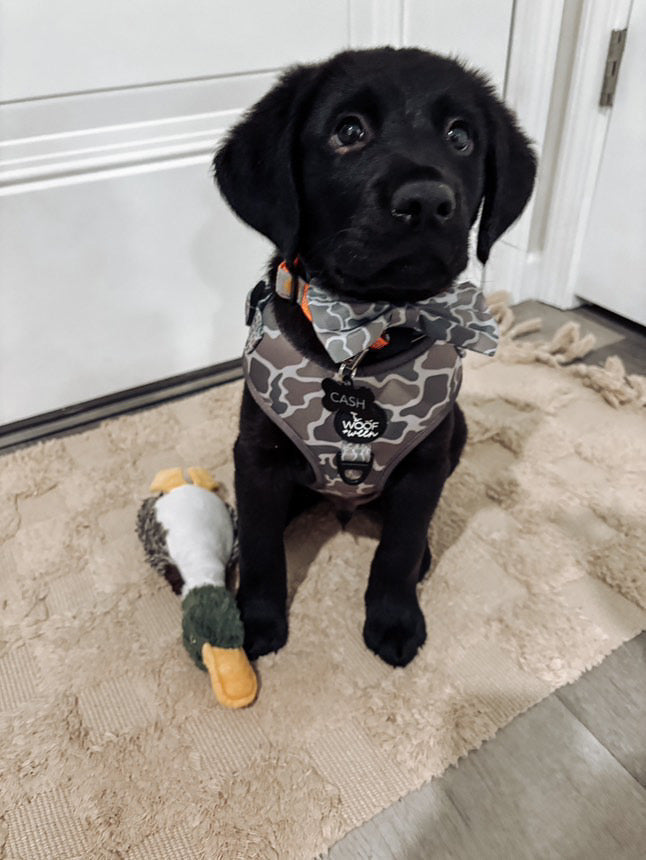 lab puppy wearing woof+ween duck camo dog harness