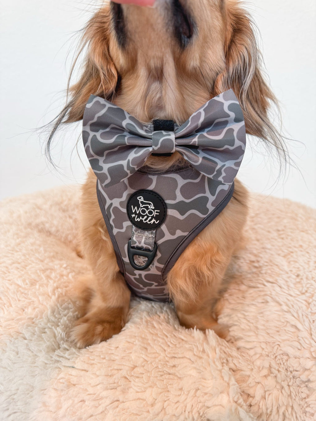 cream dachshund wearing woof+ween duck camo pattern dog harness