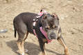 Dog Airtag Harness product image 2
