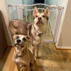 Walk-Through Pet Safety Gate product image 6