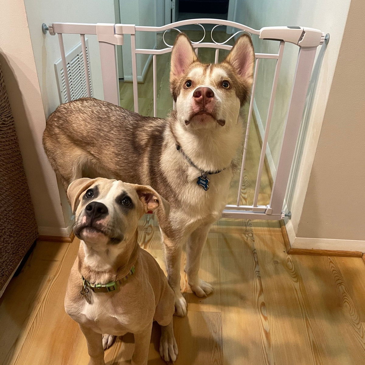 Walk-Through Pet Safety Gate product image 6