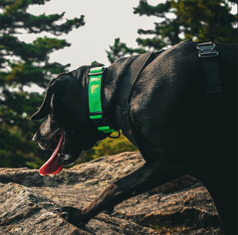 Dog Harness product image 7