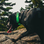Dog Harness product image 7