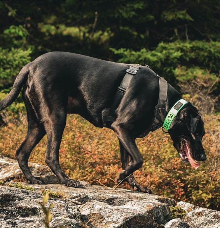 Dog Harness product image 8