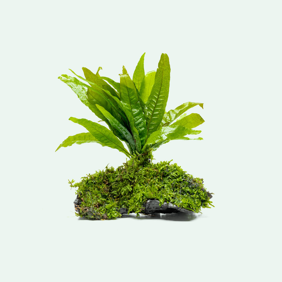Live Aquarium Driftwood product image 1
