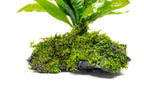 Live Aquarium Driftwood product image 2