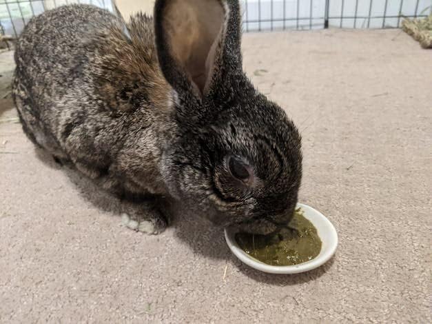 Rabbit Recovery Food product image 9