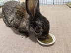Rabbit Recovery Food product image 9