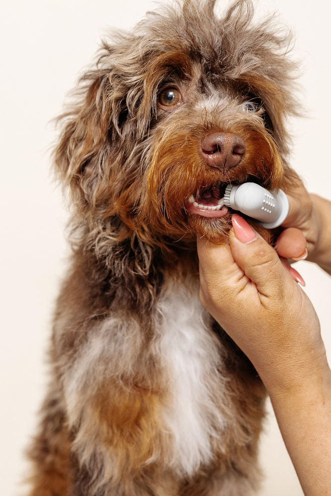 Dog Finger Toothbrush product image 1