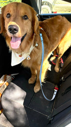 Dog Seat Belt Tether product image 2