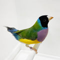 Live Lady Gouldian Finch product image 1