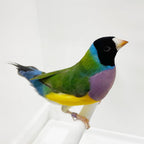 Live Lady Gouldian Finch product image 1
