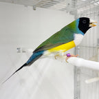 Live Lady Gouldian Finch product image 2