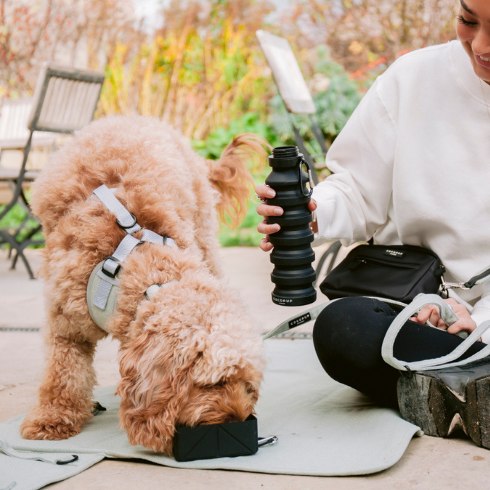 Collapsible Dog Travel Bowl product image 6