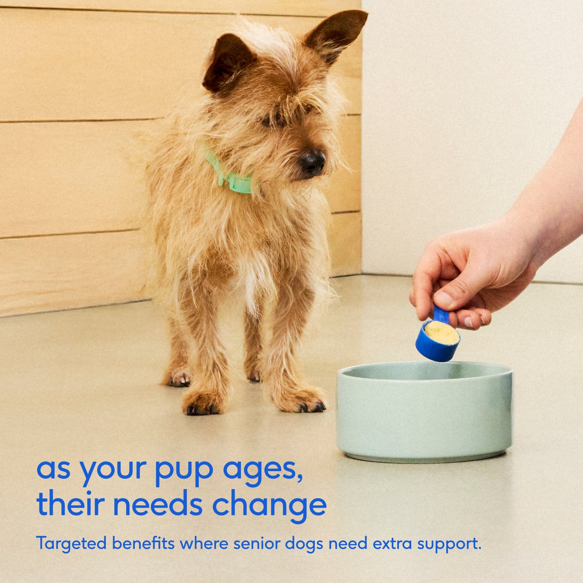 Senior Dog Supplement Powder product image 3