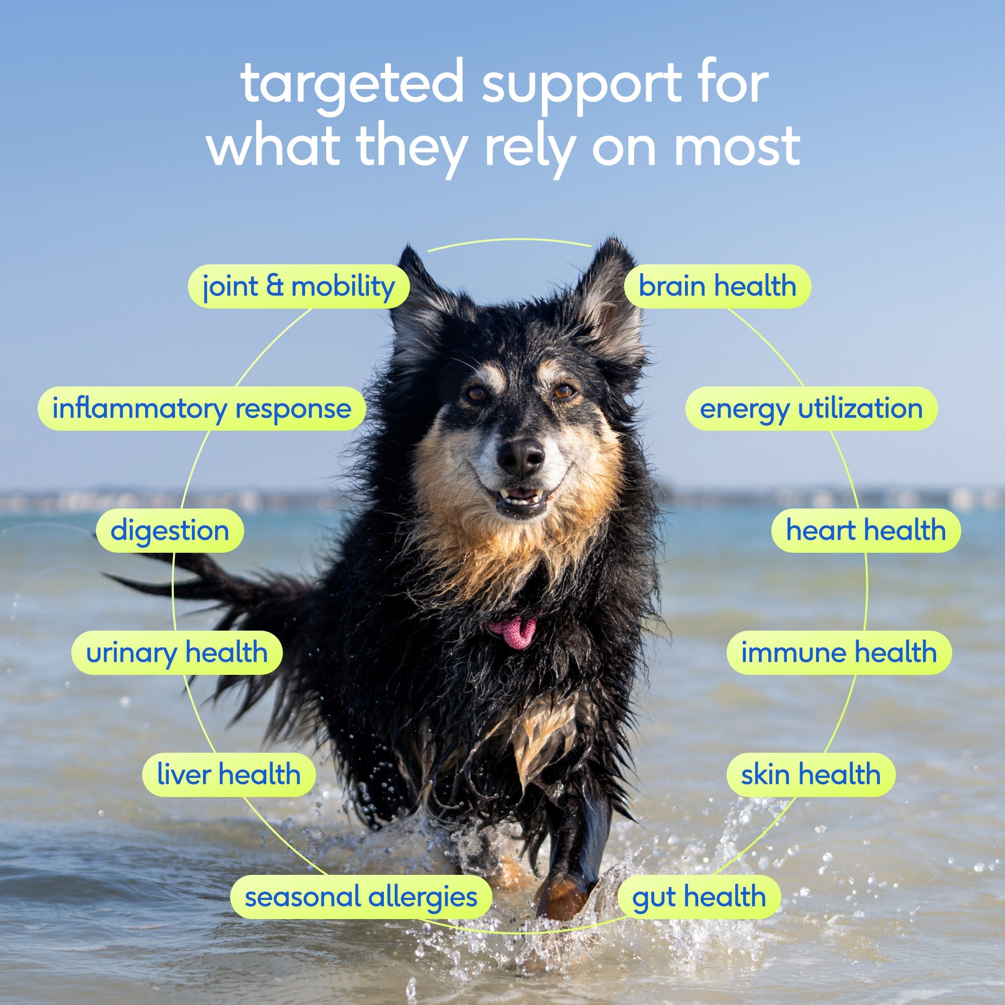 Senior Dog Supplement Powder product image 4