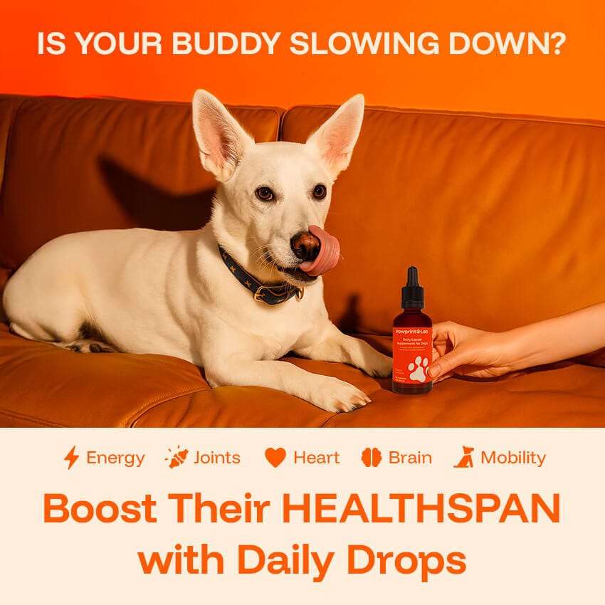 Liquid Dog Wellness Supplement product image 2