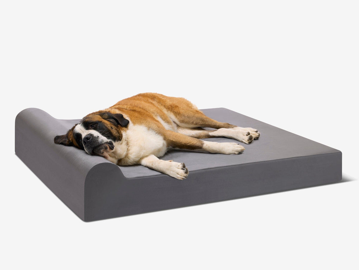 Seven-Inch Orthopedic Dog Bed product image 1