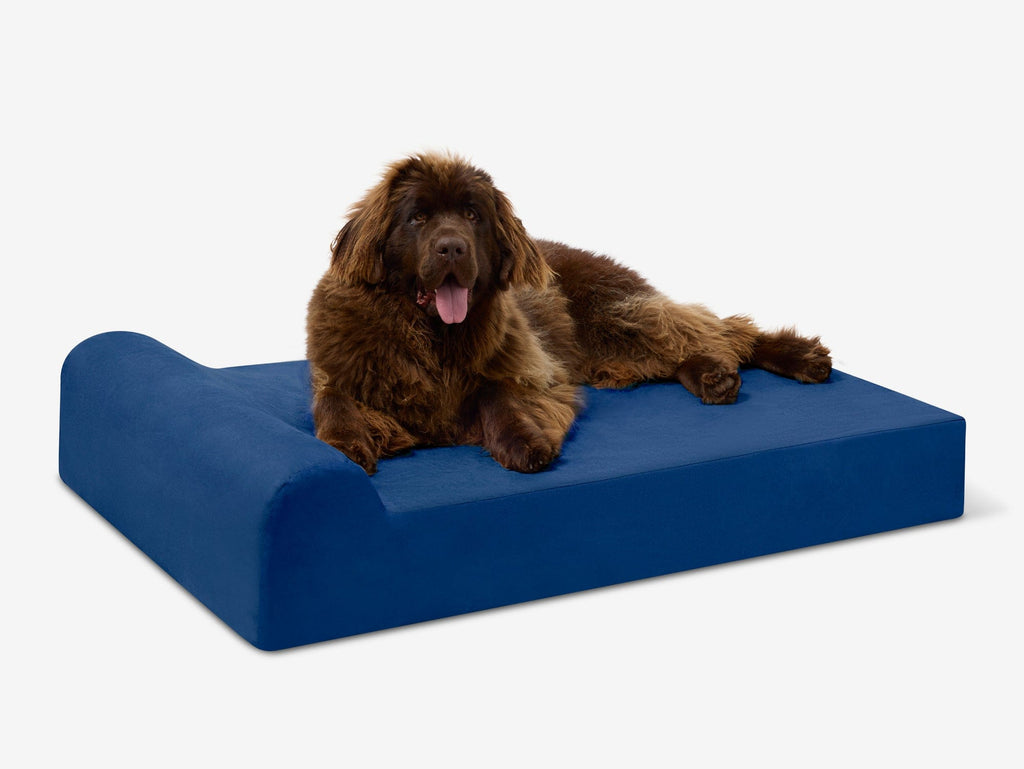 Seven-Inch Orthopedic Dog Bed product image 19