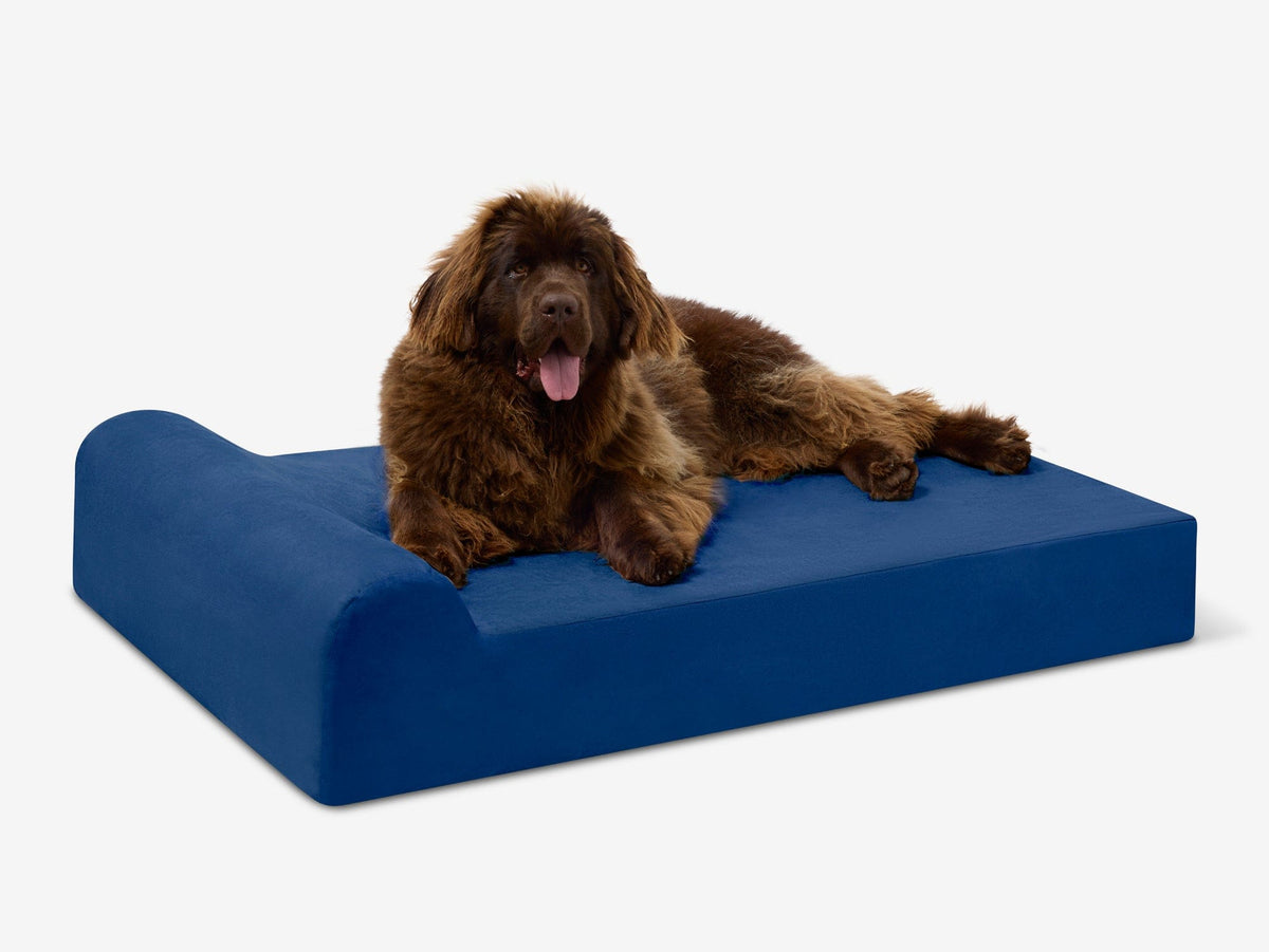 Seven-Inch Orthopedic Dog Bed product image 19