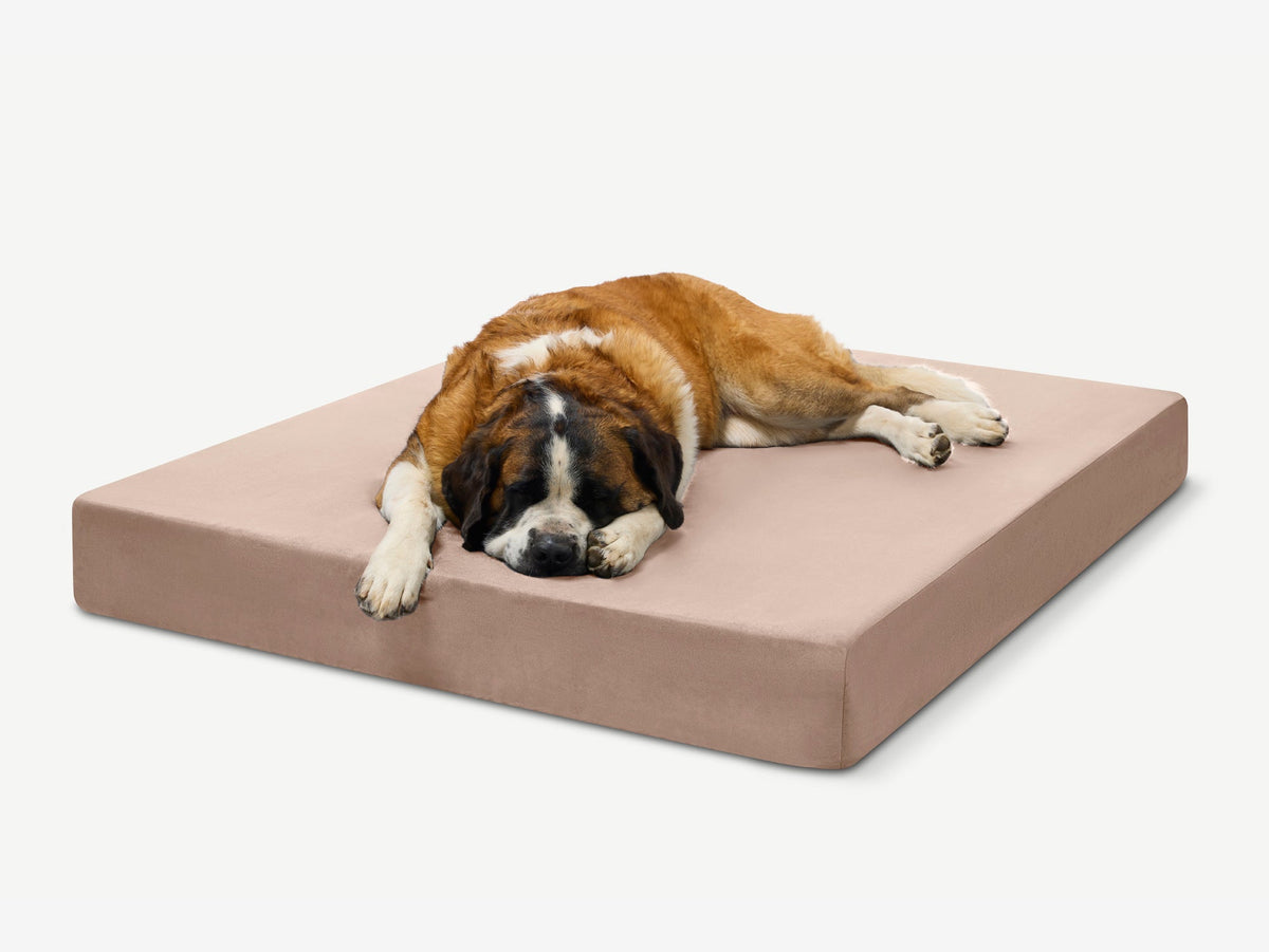 Seven-Inch Orthopedic Dog Bed product image 25