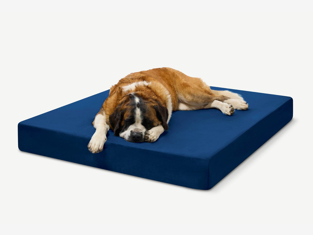 Seven-Inch Orthopedic Dog Bed product image 26