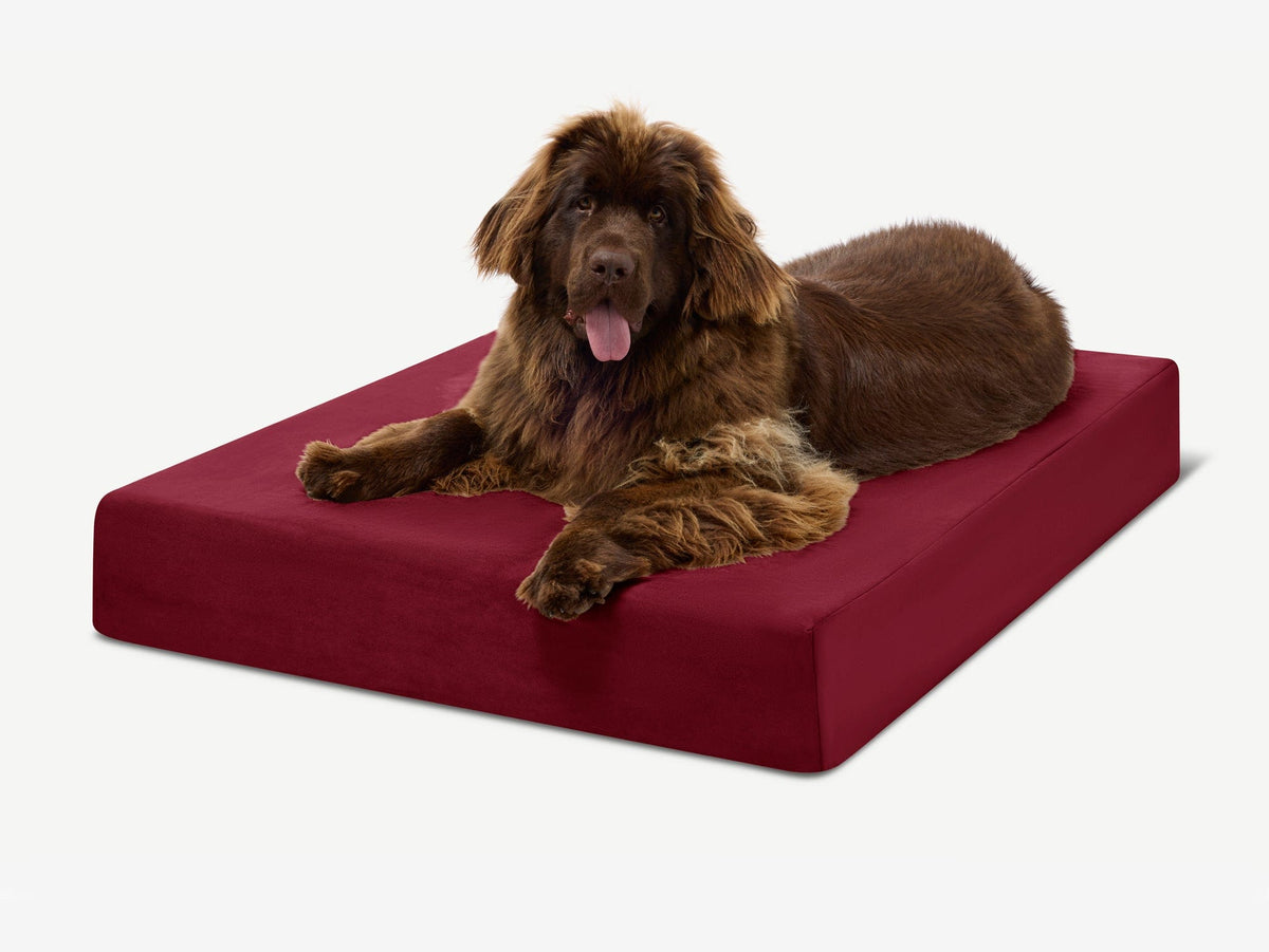 Seven-Inch Orthopedic Dog Bed product image 35