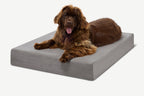 Seven-Inch Orthopedic Dog Bed product image 36