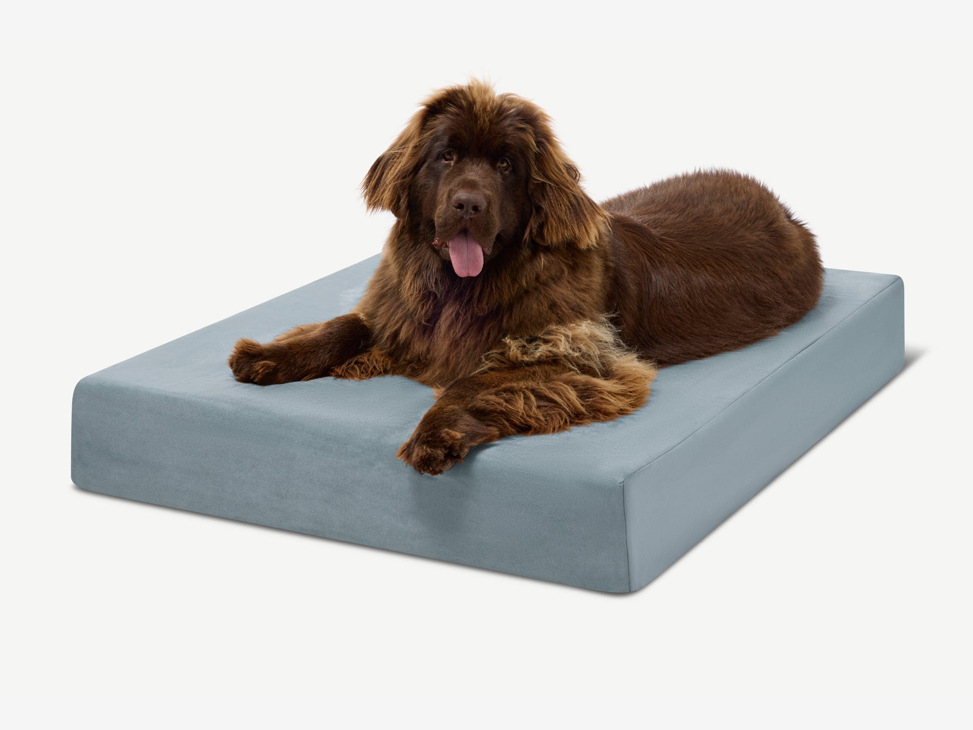 Seven-Inch Orthopedic Dog Bed product image 38